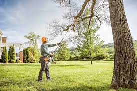 Best Tree Disease Treatment  in Clifton, NJ